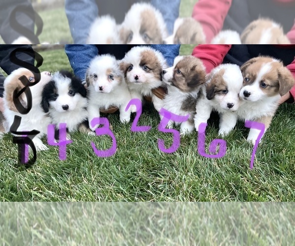 View Ad Australian ShepherdPembroke Welsh Mix Litter of Puppies for Sale near Indiana