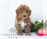 Small #5 Poochon