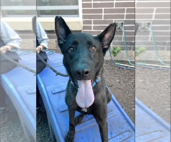 Medium Photo #2 Mutt Puppy For Sale in Imlay City, MI, USA