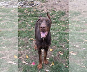 Doberman Pinscher-Unknown Mix Dogs for adoption in Rochester, NY, USA