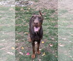 Small Doberman Pinscher Mix