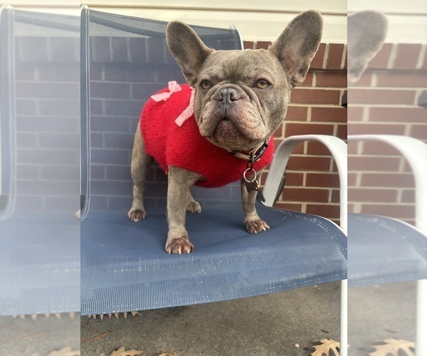 Medium Photo #1 French Bulldog Puppy For Sale in VIRGINIA BEACH, VA, USA