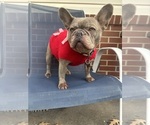 Small Photo #1 French Bulldog Puppy For Sale in VIRGINIA BEACH, VA, USA