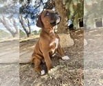 Puppy Hanane Boxer