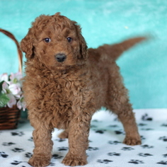 Goldendoodle-Poodle (Standard) Mix Puppy for sale in GAP, PA, USA