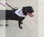 Small #24 American Pit Bull Terrier Mix