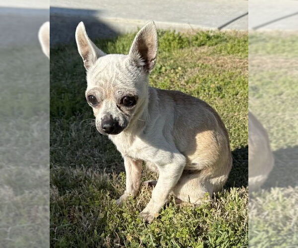 Medium Photo #5 Chihuahua Puppy For Sale in Boonton, NJ, USA