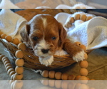 Small Photo #12 Cavapoo (Miniature) Puppy For Sale in GREENWOOD, WI, USA