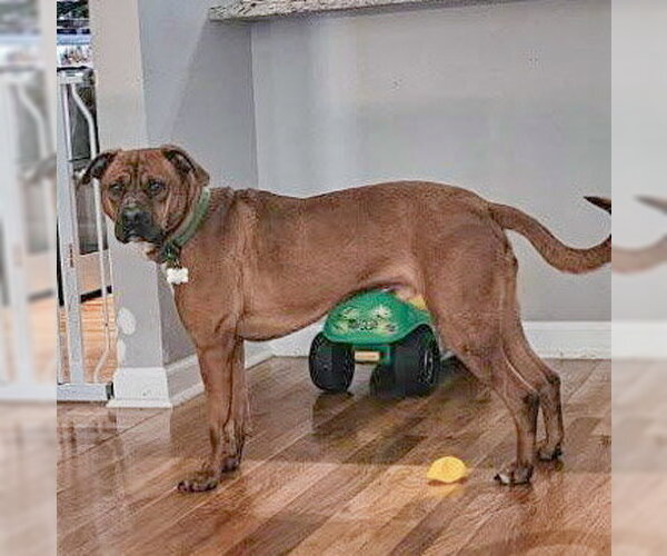 Medium Photo #8 Unknown-Vizsla Mix Puppy For Sale in Huntley, IL, USA