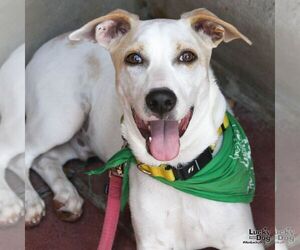 Mr. Huckleberry - Male Dachsador Dog for Adoption - Photo #2