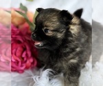 Small #8 Pomeranian
