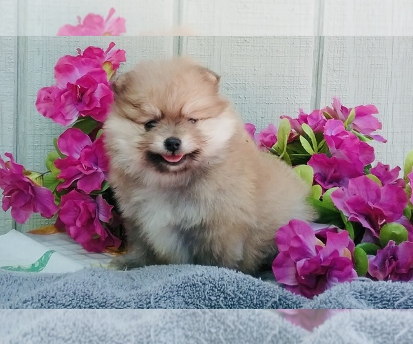 Medium Photo #2 Pomeranian Puppy For Sale in BEVERLY HILLS, CA, USA
