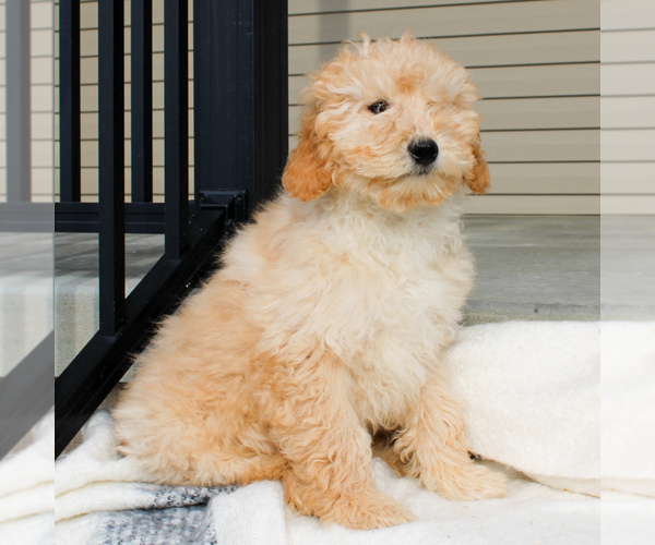 Medium Photo #2 Goldendoodle-Poodle (Miniature) Mix Puppy For Sale in STRASBURG, PA, USA