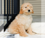 Small Photo #2 Goldendoodle-Poodle (Miniature) Mix Puppy For Sale in STRASBURG, PA, USA