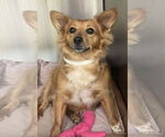 Small #6 Pembroke Welsh Corgi Mix