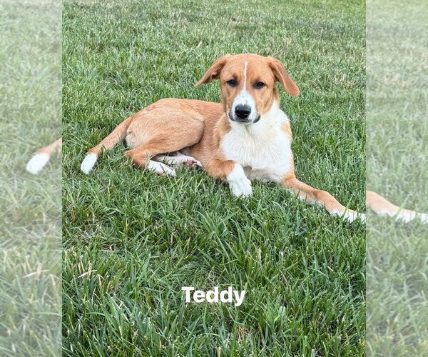 Medium Photo #1 Mutt Puppy For Sale in Westminster, MD, USA