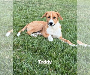 Mutt Dogs for adoption in Westminster, MD, USA