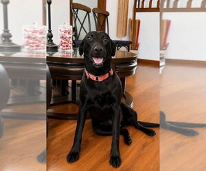 Labrador Retriever-Unknown Mix Dogs for adoption in Valrico, FL, USA