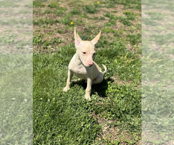 Medium Photo #3 Siberian Husky-Unknown Mix Puppy For Sale in Springdale, PA, USA