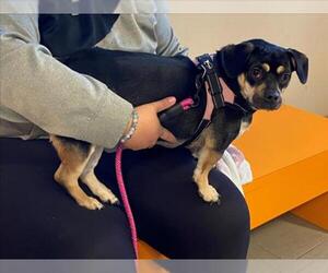 French Bullhuahua Dogs for adoption in Rancho Cucamonga, CA, USA
