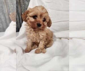 Cavapoo Puppy for sale in MOUNT PLEASANT MILLS, PA, USA