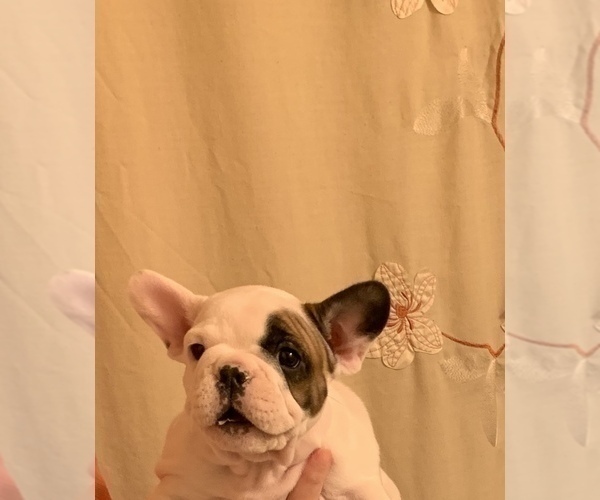 Medium Photo #6 French Bulldog Puppy For Sale in STATEN ISLAND, NY, USA