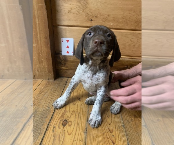 Medium Photo #7 German Shorthaired Pointer Puppy For Sale in FLEETWOOD, NC, USA