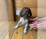 Small Photo #7 German Shorthaired Pointer Puppy For Sale in FLEETWOOD, NC, USA