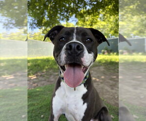 AC - Ripple - Male American Pit Bull Terrier-Beagle Mix Dog for Adoption - Photo #38