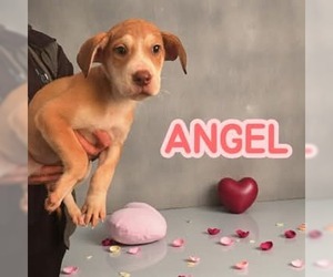 Mutt Dogs for adoption in Westwood, NJ, USA