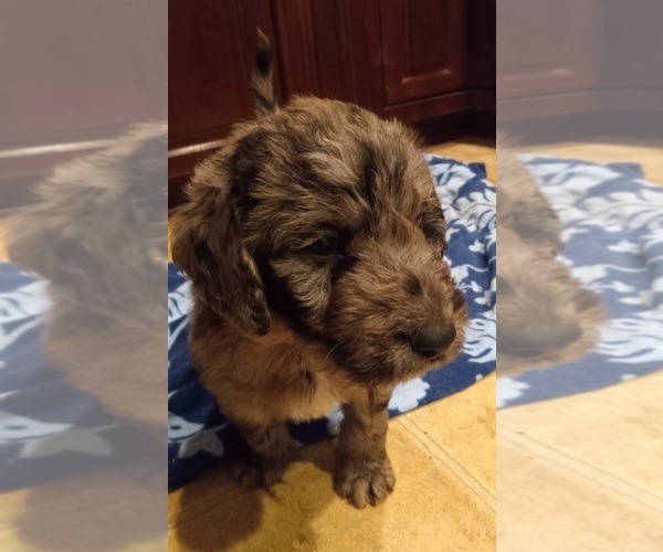 Medium Photo #11 Labradoodle Puppy For Sale in JEFFERSONTOWN, KY, USA
