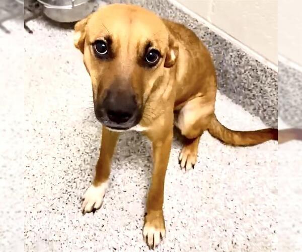 Medium Photo #2 Black Mouth Cur-Unknown Mix Puppy For Sale in Houston, TX, USA