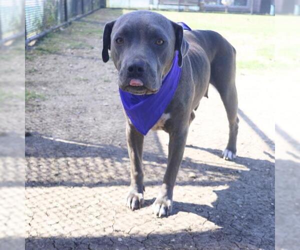 Medium Photo #1 American Staffordshire Terrier-Unknown Mix Puppy For Sale in San Antonio, TX, USA