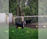 Small Photo #10 Bernese Mountain Dog Puppy For Sale in OREGON CITY, OR, USA