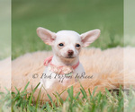 Small #1 Chihuahua