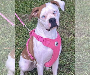 Boxer Dogs for adoption in Dumont, NJ, USA
