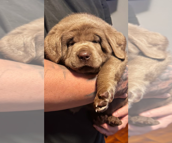 Medium Photo #5 Labrador Retriever Puppy For Sale in DEXTER, NY, USA