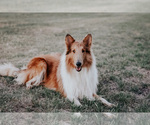 Small Photo #1 Collie Puppy For Sale in BLAIR, OK, USA