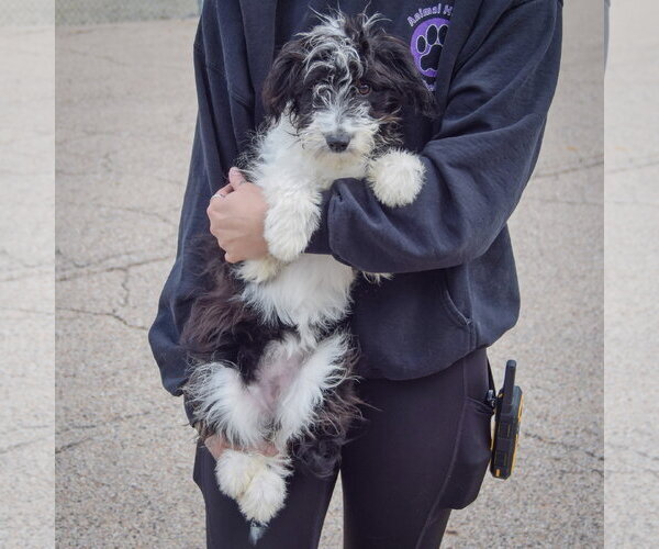 Medium Photo #3 Aussiedoodle Puppy For Sale in Huntley, IL, USA