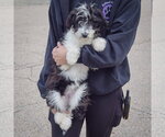 Small Photo #3 Aussiedoodle Puppy For Sale in Huntley, IL, USA