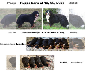 Bernese Mountain Dog Puppy for Sale in Hatvan, Heves Hungary