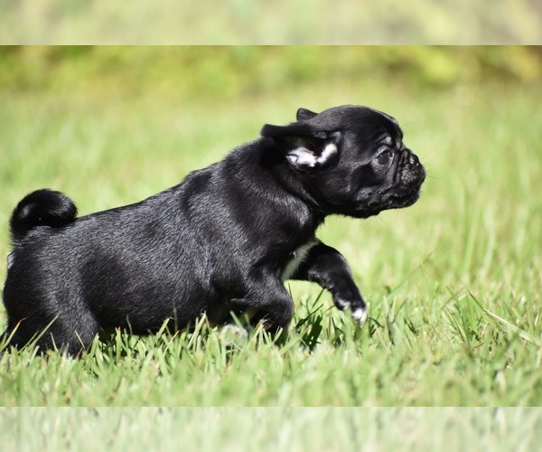 Medium Photo #5 Pug Puppy For Sale in PALM COAST, FL, USA