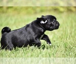 Scooby - Male Pug Puppy for Sale - Photo #5
