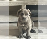 Small #2 Cane Corso