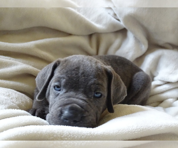 Medium Photo #5 Cane Corso Puppy For Sale in SAN ANTONIO, TX, USA
