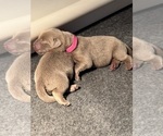 SALLY - Female Labrador Retriever Puppy for Sale - Photo #8