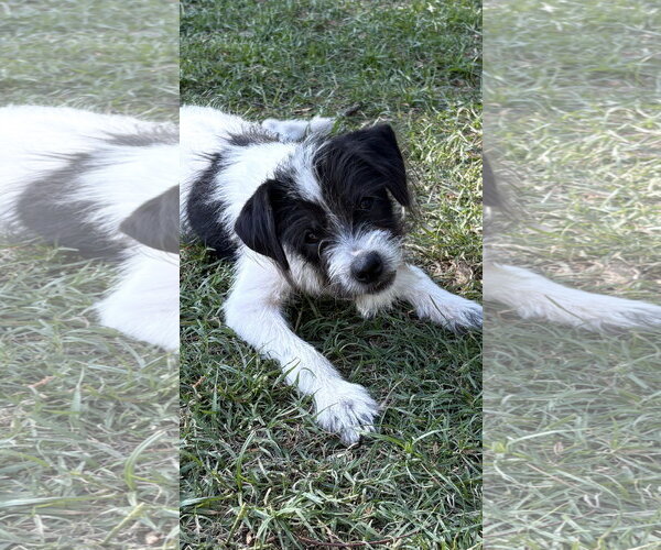 Medium Photo #2 Mutt Puppy For Sale in Rockaway, NJ, USA