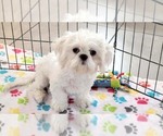 Small #4 Shih Tzu