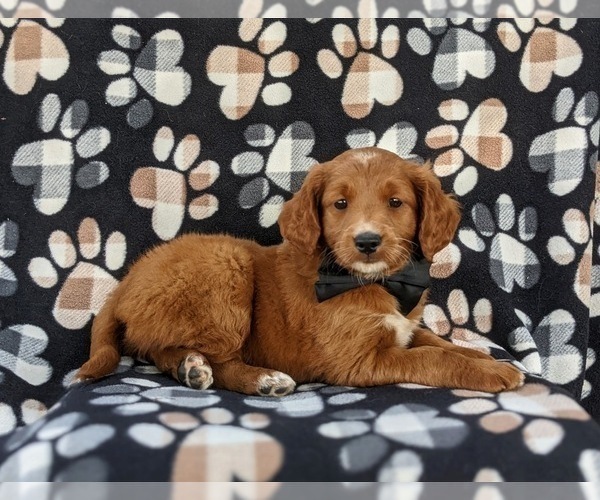 Medium Photo #7 Goldendoodle (Miniature) Puppy For Sale in DELTA, PA, USA