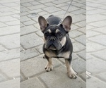 Small Photo #7 French Bulldog Puppy For Sale in MURRIETA, CA, USA